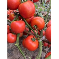 Suntoday vegetable seeds logo - Similar company to Hebei Shuangxing Seeds Co.,Ltd