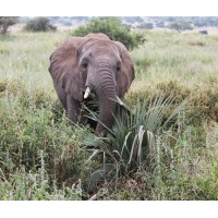 Wildlife Trivia Games logo - Similar company to Coaching Conservation - Wild Entrust
