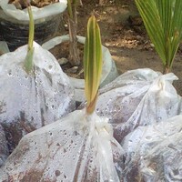 Burhani Coconuts