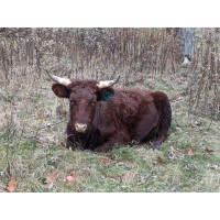 Timberdoodle Farms logo - Similar company to Acadiance