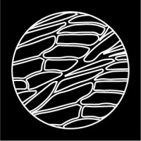 Cicada logo - Similar company to Toniverse