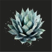Agave Design Studio LLC logo - Similar company to Agave Ld, Llc