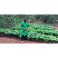 Ethnobotany Africa logo - Similar company to Anthropology & Development Studies - Radboud University
