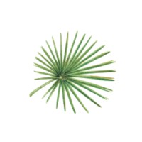 Rainforest Cruises logo - Similar company to Viajet
