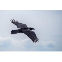 Ravenscleft Capital LLC