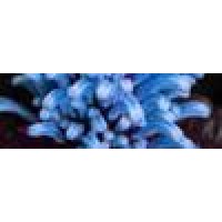 Marcella K Anderson Cpa logo - Similar company to Dfw Hightech Signs