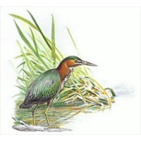 Green Heron Consulting Llc