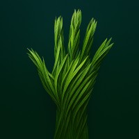 Touch Grass Collective logo - Similar company to Diasolution