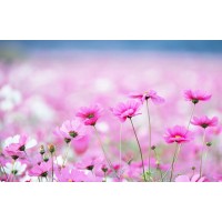 flowersgallery logo - Similar company to Canapébox