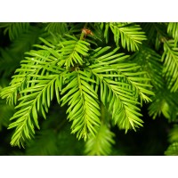 Evergreen Clinical