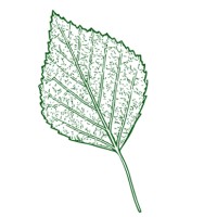 Betula Ecology & Planning logo - Similar company to Cycle Hamilton