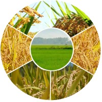 land investment, farm land investment, agricultural land investment, property investment logo - Similar company to Farm Chakra