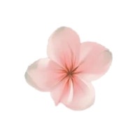Almendra AB logo - Similar company to Klimatkollen