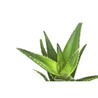 Best Hopes Coaching and Consulting Ltd. logo - Similar company to Growing Edge