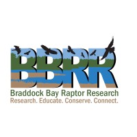 Braddock Bay Raptor Research