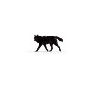 Blackwolf Management