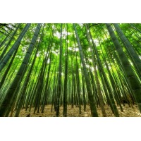 Panda Bamboo