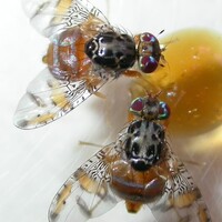 Insect Biology Lab - University Of Thessaly