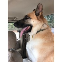 German Shepherd Rescue of Central Texas logo - Similar company to Glotfelty Tire Ctr