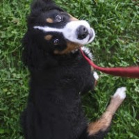 Down the Leash, LLC logo - Similar company to Univision Foundation