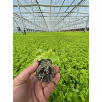 Eco Horticulture Products Limted logo - Similar company to Voltix Services Ltd