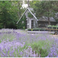 Cape Cod Lavender Farm logo - Similar company to Reach Educational Services