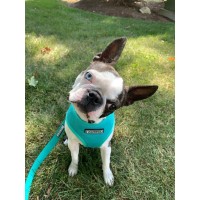 Daily Leash Dog Walking & Pet Sitting logo - Similar company to Dogwalker