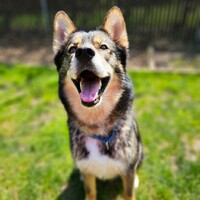 Humane Society for Southwest Washington logo - Similar company to Electric Bubblegum