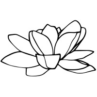 Lotus Maine