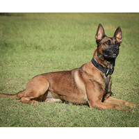 US K9 Unlimited, LLc logo - Similar company to Stok K9 Security Services Ltd