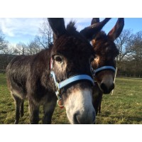 Sweettree Farming For All logo - Similar company to Handson London