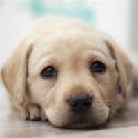 DOGS LOVE logo - Similar company to Voli Voli