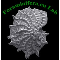 Foraminifera.eu Lab logo - Similar company to Diatom