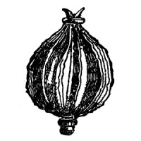 The Apothecary Room logo - Similar company to Blends For Friends Ltd