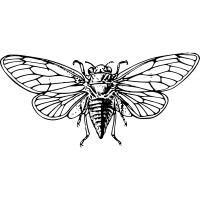 Cicada Events & Concierge Tulum