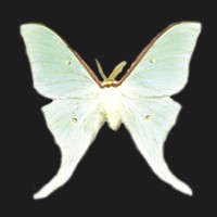Lila Films logo - Similar company to La Maison Bald Man