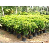 Alina Ever Green Nursery logo - Similar company to Nursery & Plants Co شركة مشتل ونباتات