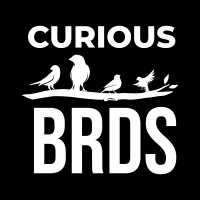 Curious BRDS logo - Similar company to Daemon