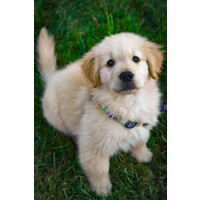 Puppy logo - Similar company to Petsoffice