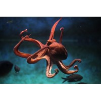 Sydney Ocean Swims logo - Similar company to Clovelly Loans