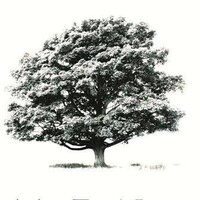 SPECIMEN TREES LIMITED logo - Similar company to Merton Connected