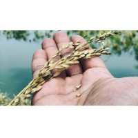 Vadakkedath Organic Foods logo - Similar company to Viami Agro And Organics Pvt. Ltd.