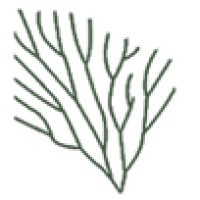 Coral Collective logo - Similar company to Donorspring