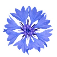 Centaurea Ecologisch Adviesbureau