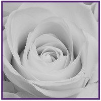 White Rose Healthcare Consulting Limited logo - Similar company to Marlonmd