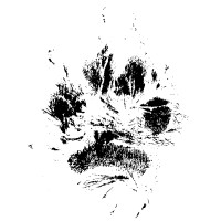 Petnovel logo - Similar company to Kolibree, A Baracoda Company