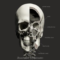 Anatomy Standard logo - Similar company to Anatomage Inc.