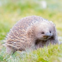 Australia'S Wildlife