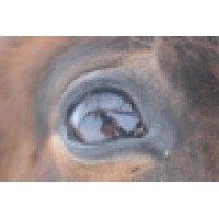 Paardenkrachtcoaching