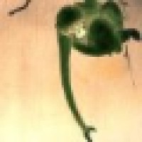 Green Monkey Staffing, Inc.